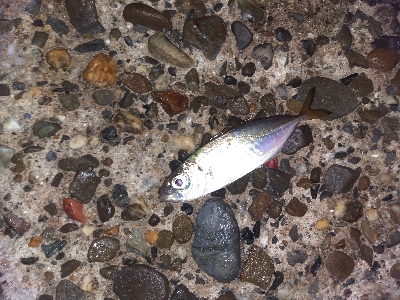 【須磨海岸】メバリングで3目釣り。尺メバルも。