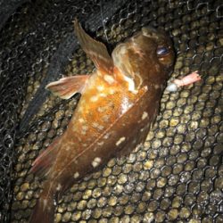 雨あがりの根魚釣り(^^)