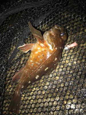 雨あがりの根魚釣り(^^)
