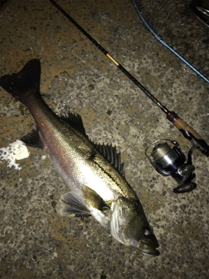 今日も南港、夕まずめ！