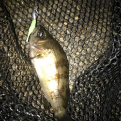 ガシラ祭り(^^)  メバルも