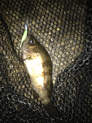 ガシラ祭り(^^)  メバルも