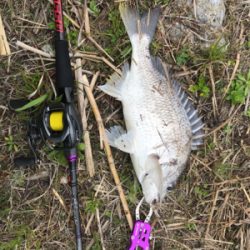 これが噂の春爆（チニング編）