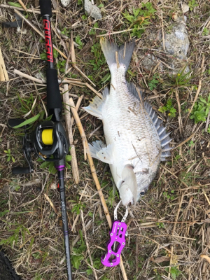 これが噂の春爆（チニング編）