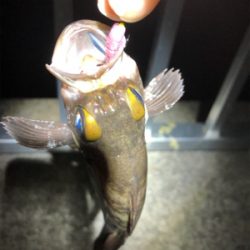 短時間でメバル