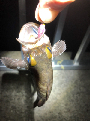 短時間でメバル