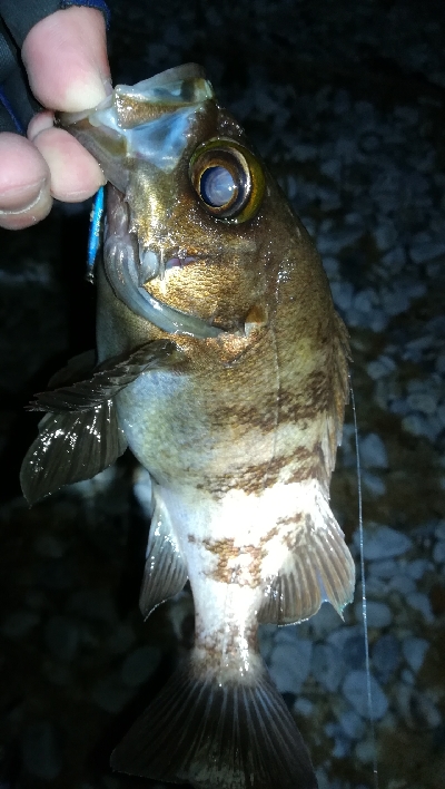 ナイトメバリング