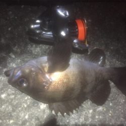 60分限定メバリング