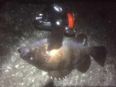 60分限定メバリング