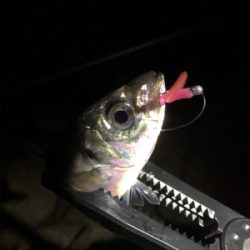 尺アジポロリ小メバル無限バイト!