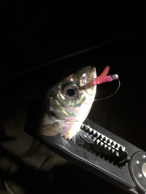 尺アジポロリ小メバル無限バイト!