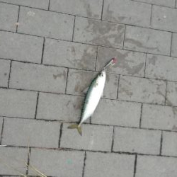 ひたすらサバを釣る。