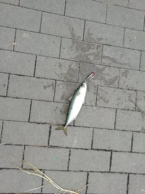 ひたすらサバを釣る。