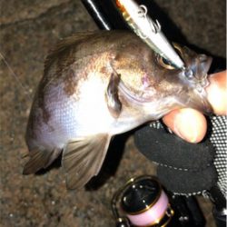 メバメバメバ リリースサイズいっぱい