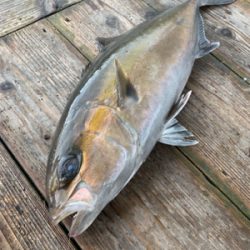 海上釣堀ポート田尻さんにて