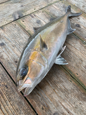 海上釣堀ポート田尻さんにて