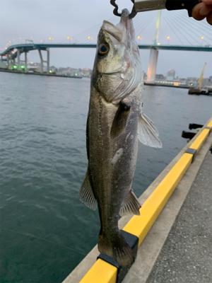 仕事帰りの短時間釣行