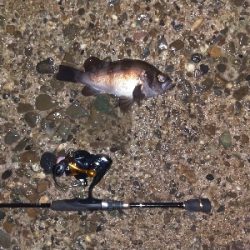 【須磨海岸】メバリング狙いでヒラメ!?メバルも良型ゲット!