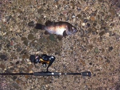 【須磨海岸】メバリング狙いでヒラメ!?メバルも良型ゲット!