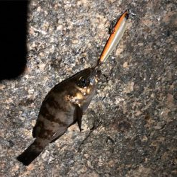 メバルプラグ縛り