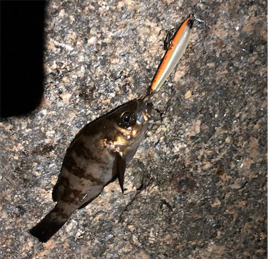 メバルプラグ縛り