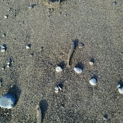 良型キスゲット！