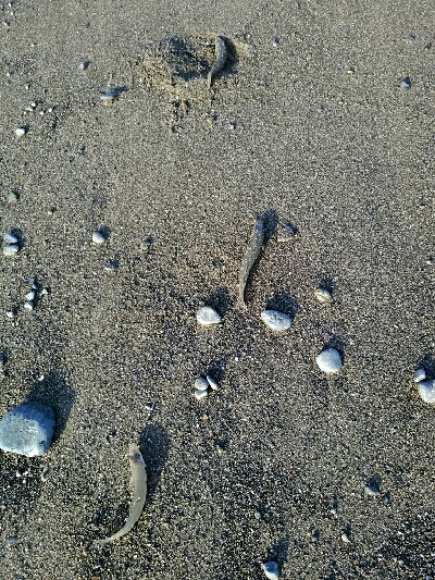 良型キスゲット！