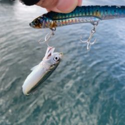 冷雨後爆風極寒シーバス。