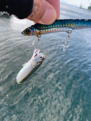 冷雨後爆風極寒シーバス。