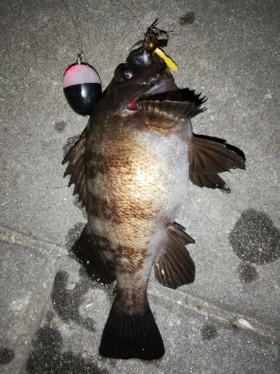 平成最後のメバリング