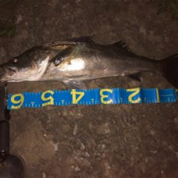 リバーシーバス