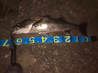 リバーシーバス