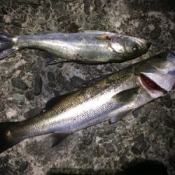 爆風の中でシーバス