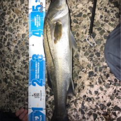 メバル＋ビッグ外道