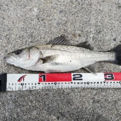 デイシーバスゲーム