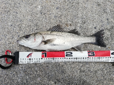 デイシーバスゲーム