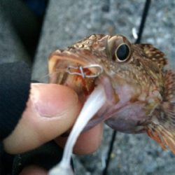 寒の戻り苦戦です(汗