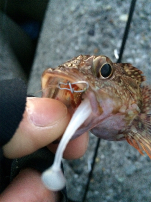 寒の戻り苦戦です(汗