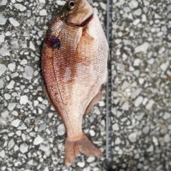 ズル引きルアーゲーム