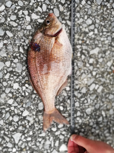 ズル引きルアーゲーム