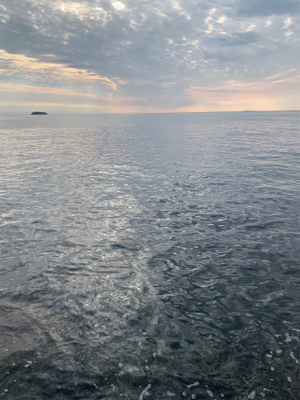 アオリイカ釣果！