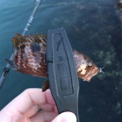 アジを求めて⑧