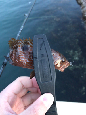 アジを求めて⑧