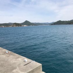 半年ぶりの青物