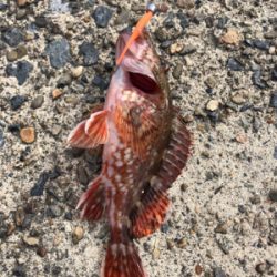 久々のガシリング