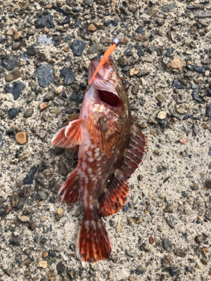 久々のガシリング