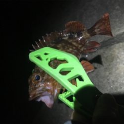 お隣の魚はよく釣れる(笑)