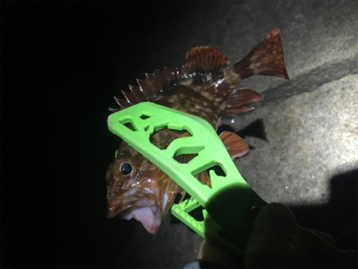 お隣の魚はよく釣れる（笑）
