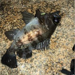 シャロー&サーフメバリング