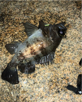 シャロー&サーフメバリング